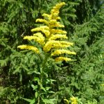 article image - 092026 golden rod